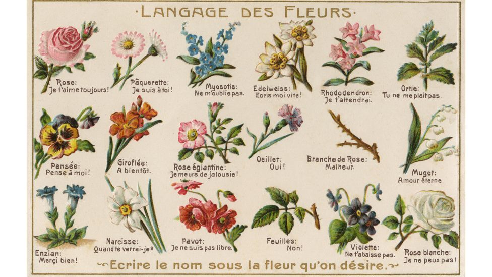 Blooming Beauty: Exploring 19th Century Flowers and Their Significance