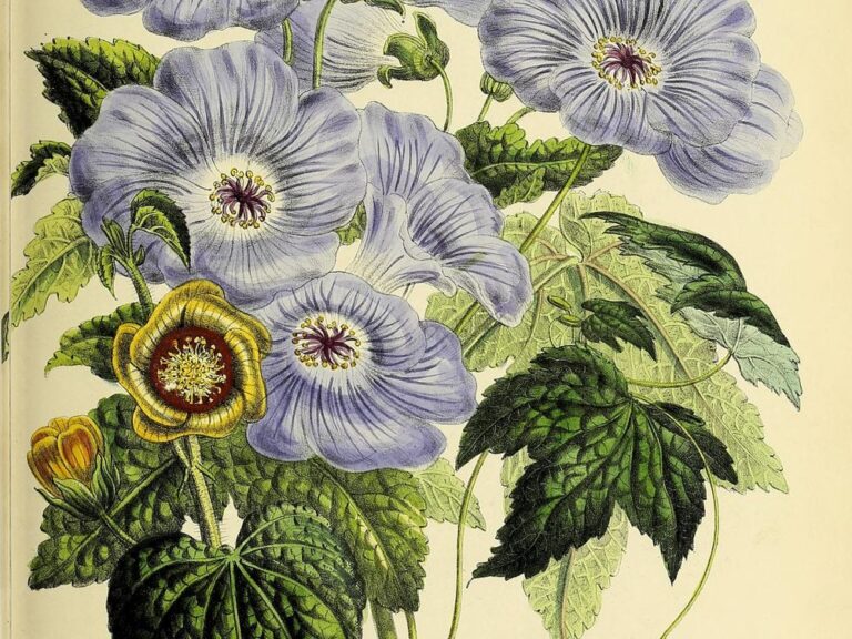 Blooming Discoveries Exploring The Fascinating World Of 19th Century Botany