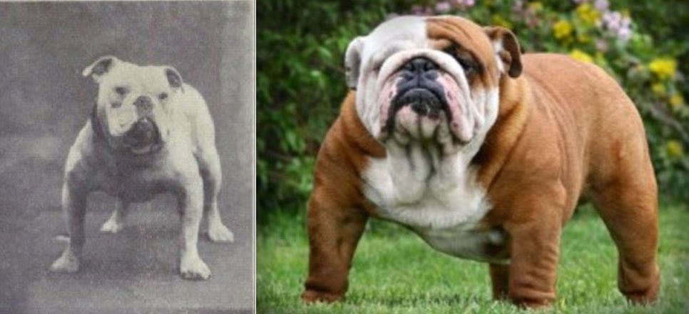 Bulldogs in the 19th Century: Uncovering the Fascinating History of this Iconic Breed