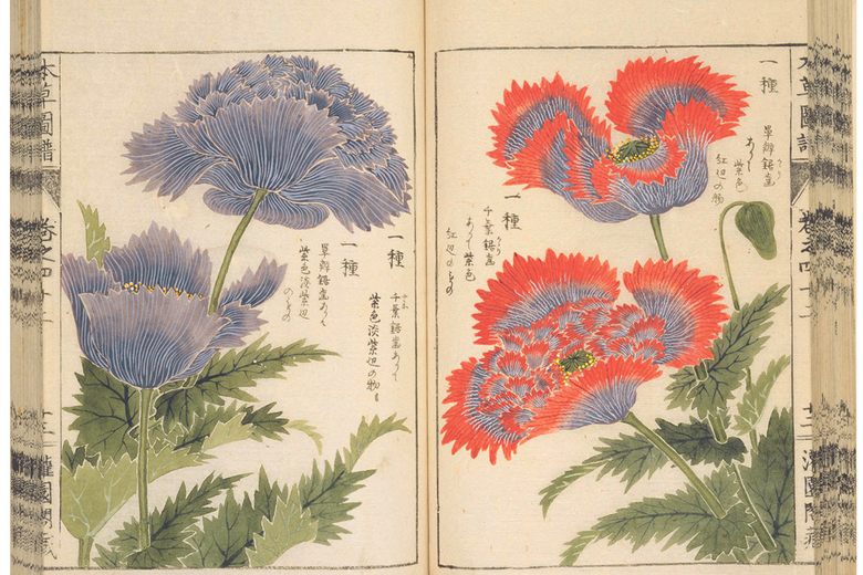 Exploring the Beauty of 19th Century Botanical Art: A Delicate Fusion of Science and Artistry