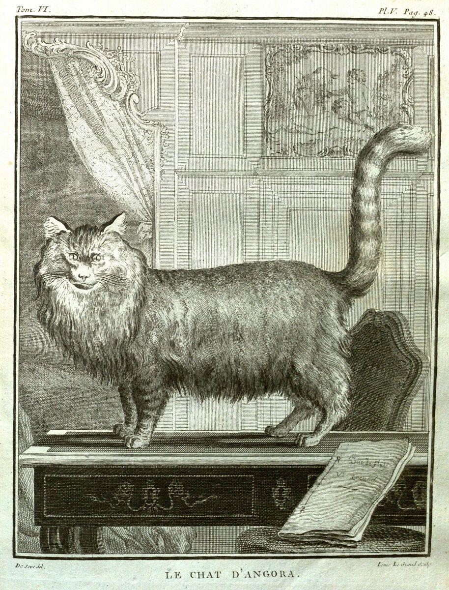 Feline Fascinations in the 19th Century: Exploring the Role of Cats in History