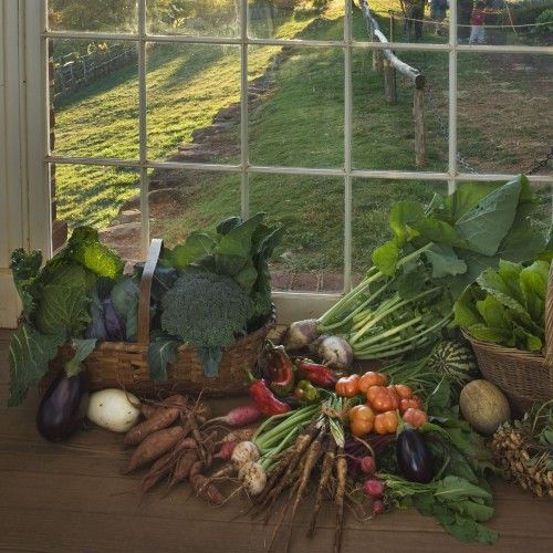 Reviving the Past: Exploring the Charm of 19th Century Vegetable Gardens