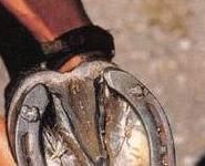 The Evolution of 19th Century Horseshoes: From Tradition to Innovation