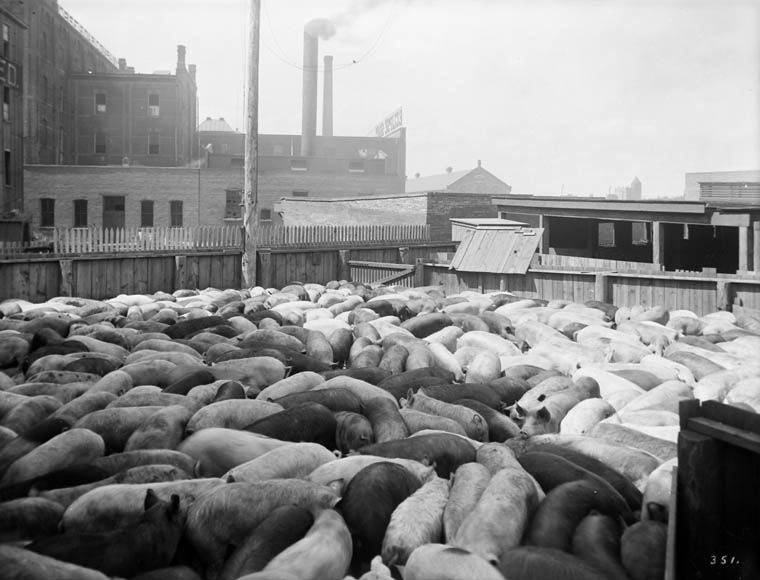 The Rise and Fall of the 19th Century Meat Packing Industry: A Historical Overview