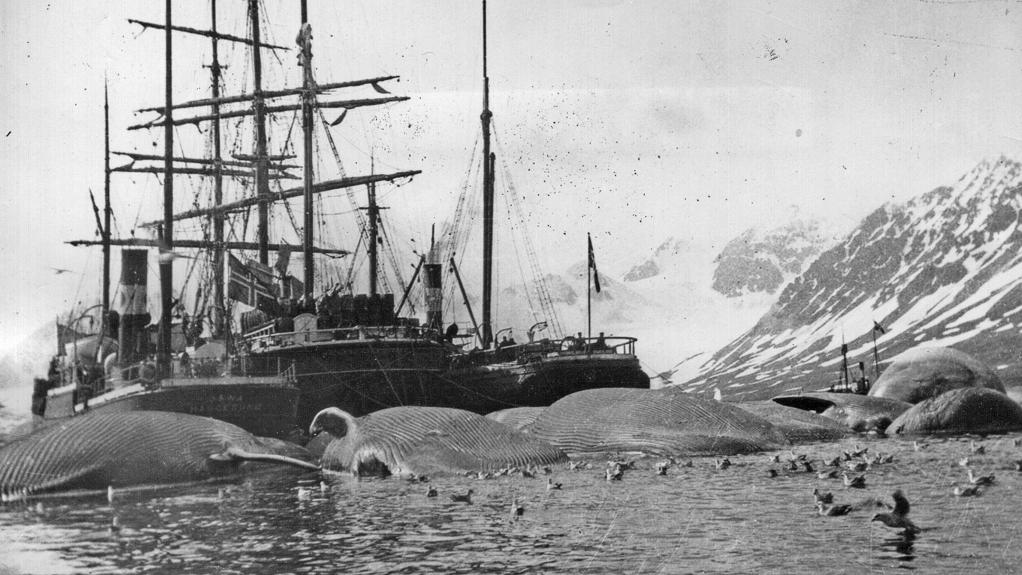Unveiling the Tragic Toll: How Many Whales Perished in the 19th Century?